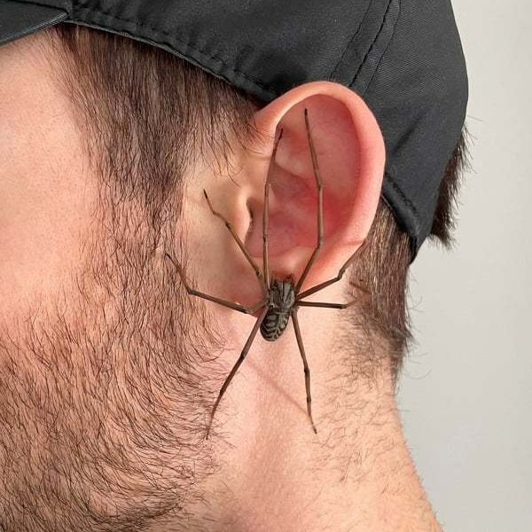 Giant Spider Earrings for Men Black 1pc