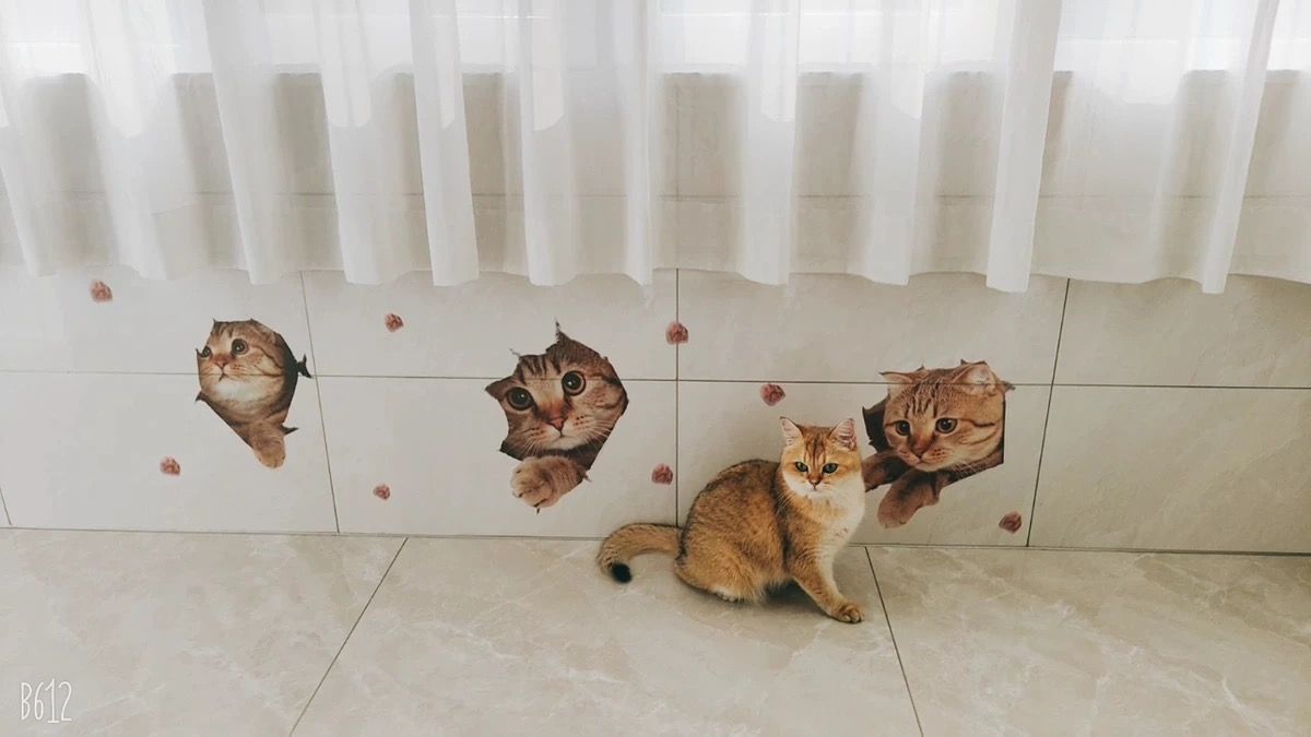 6PCS 3D Wall Stickers Cats Self Adhesive, Kids Wall Decals/Removable Vinyl Art Murals for Living Room Baby Rooms Bedroom Toilet House Wall DIY Decoration