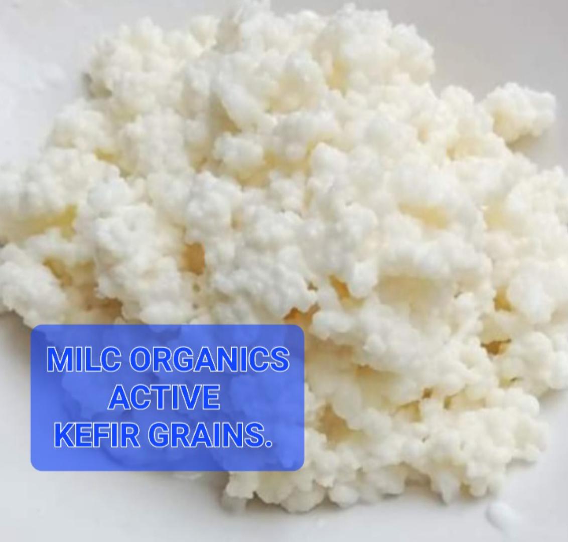 [15gm/1TBS]LIVE ORGANIC KEFIR GRAINS(1 TBSP)