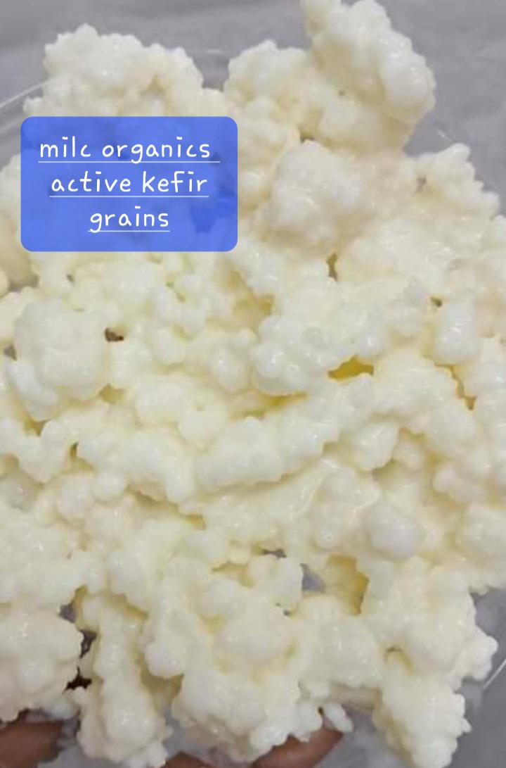 [15gm/1TBS]LIVE ORGANIC KEFIR GRAINS(1 TBSP)