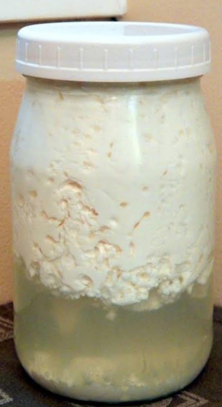 [15gm/1TBS]LIVE ORGANIC KEFIR GRAINS(1 TBSP)
