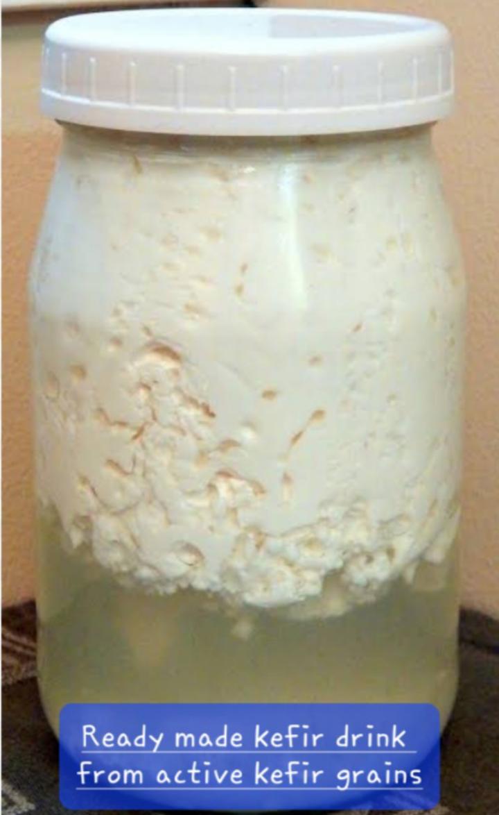 [15gm/1TBS]LIVE ORGANIC KEFIR GRAINS(1 TBSP)