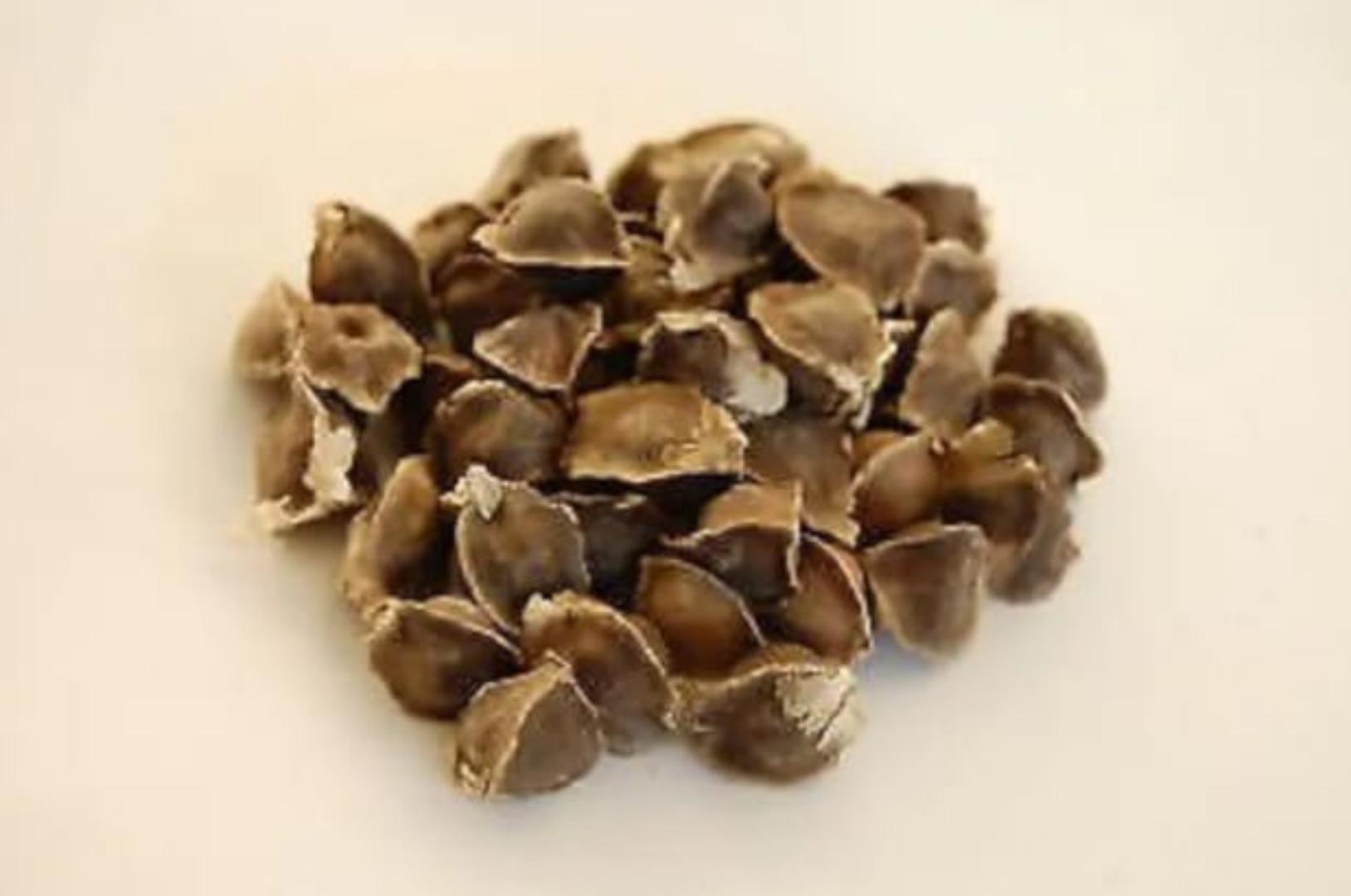 100%ORGANIC AND EDIBLE MORINGA SEEDS.