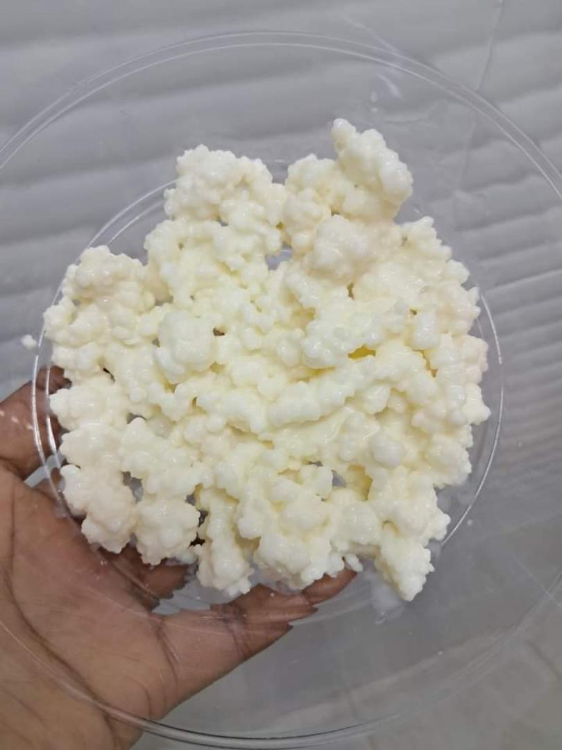 [15gm/1TBS]LIVE ORGANIC KEFIR GRAINS(1 TBSP)