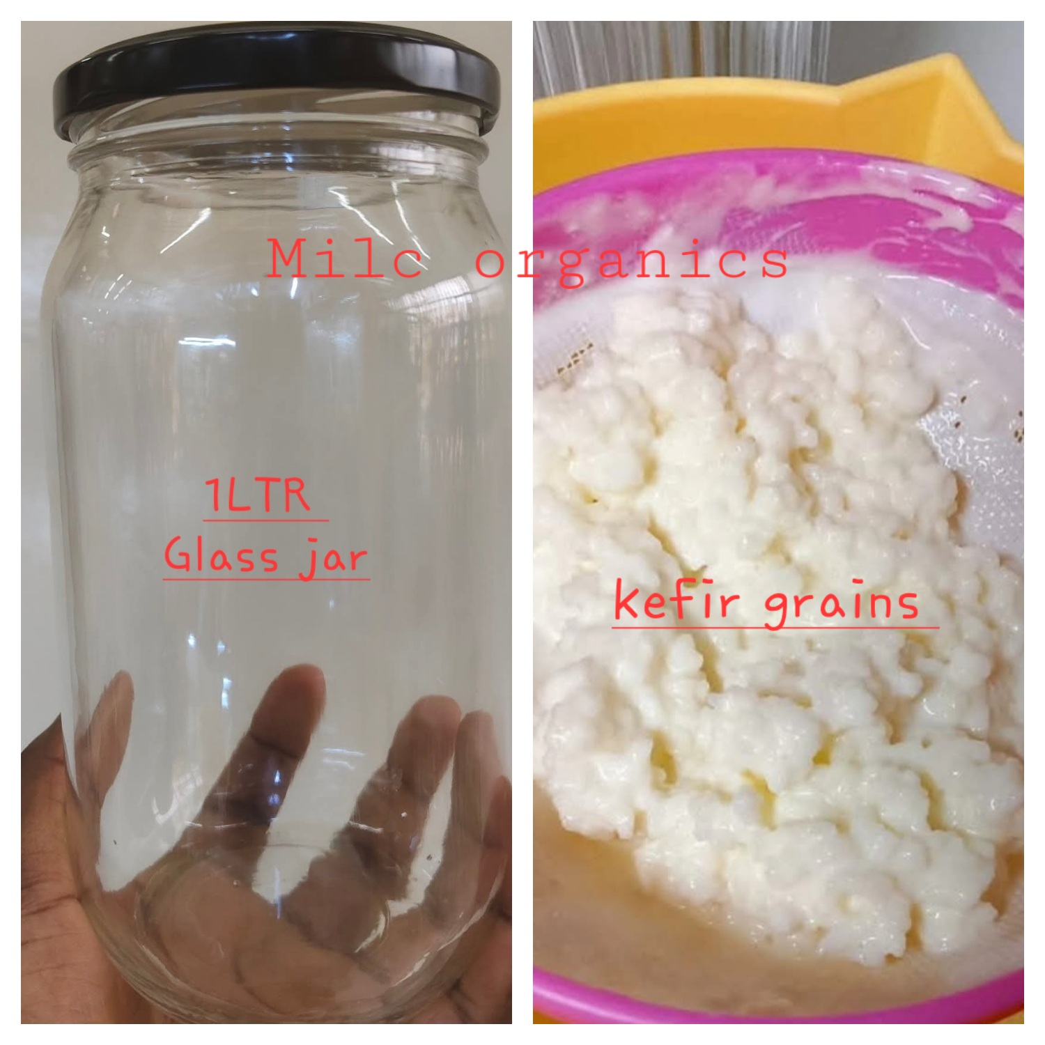 [15gm/1TBS]LIVE ORGANIC KEFIR GRAINS(1 TBSP)