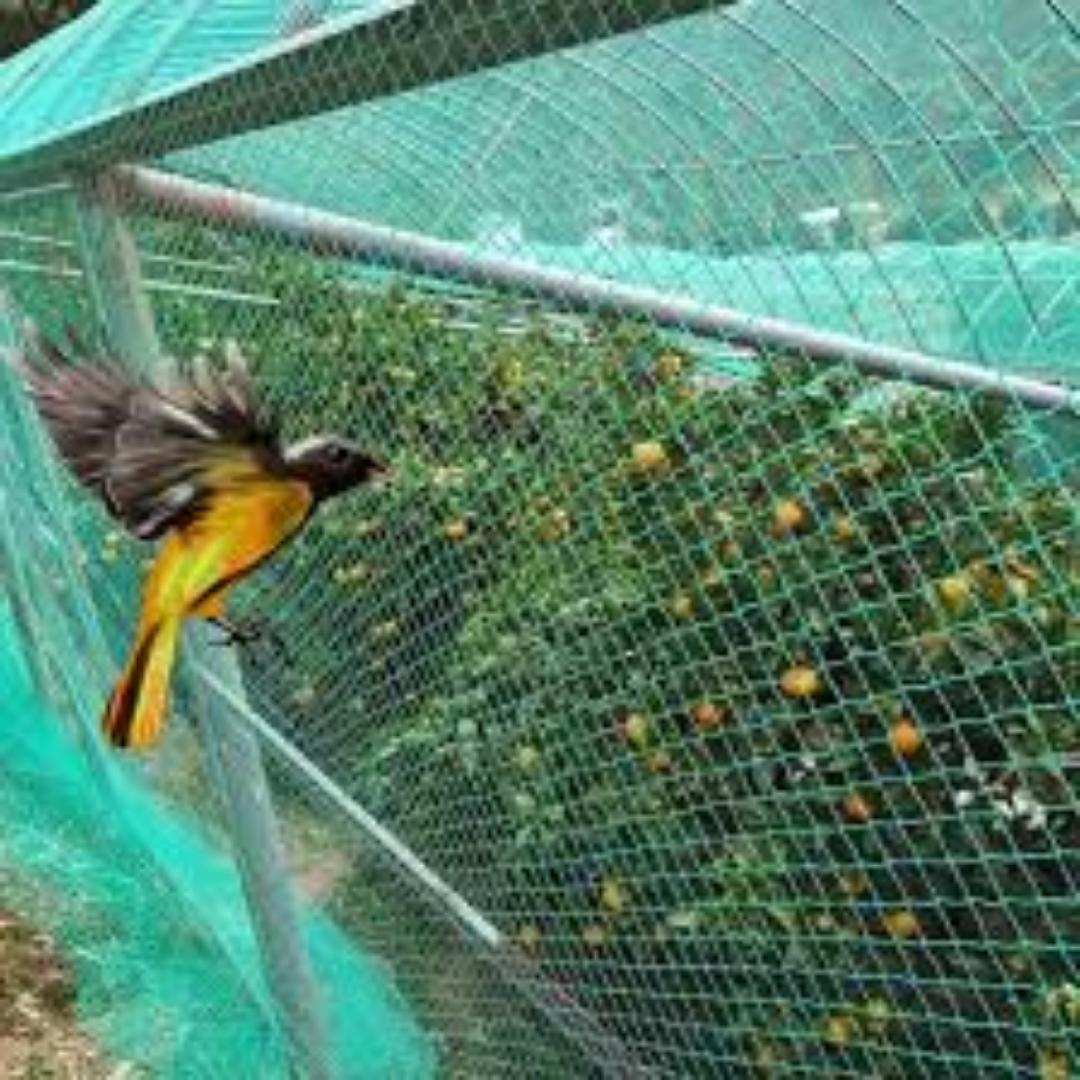 Greenhouse Bird Nets: Simple Solution for Crop Safety.. Investment in your Farm for great results and harvest