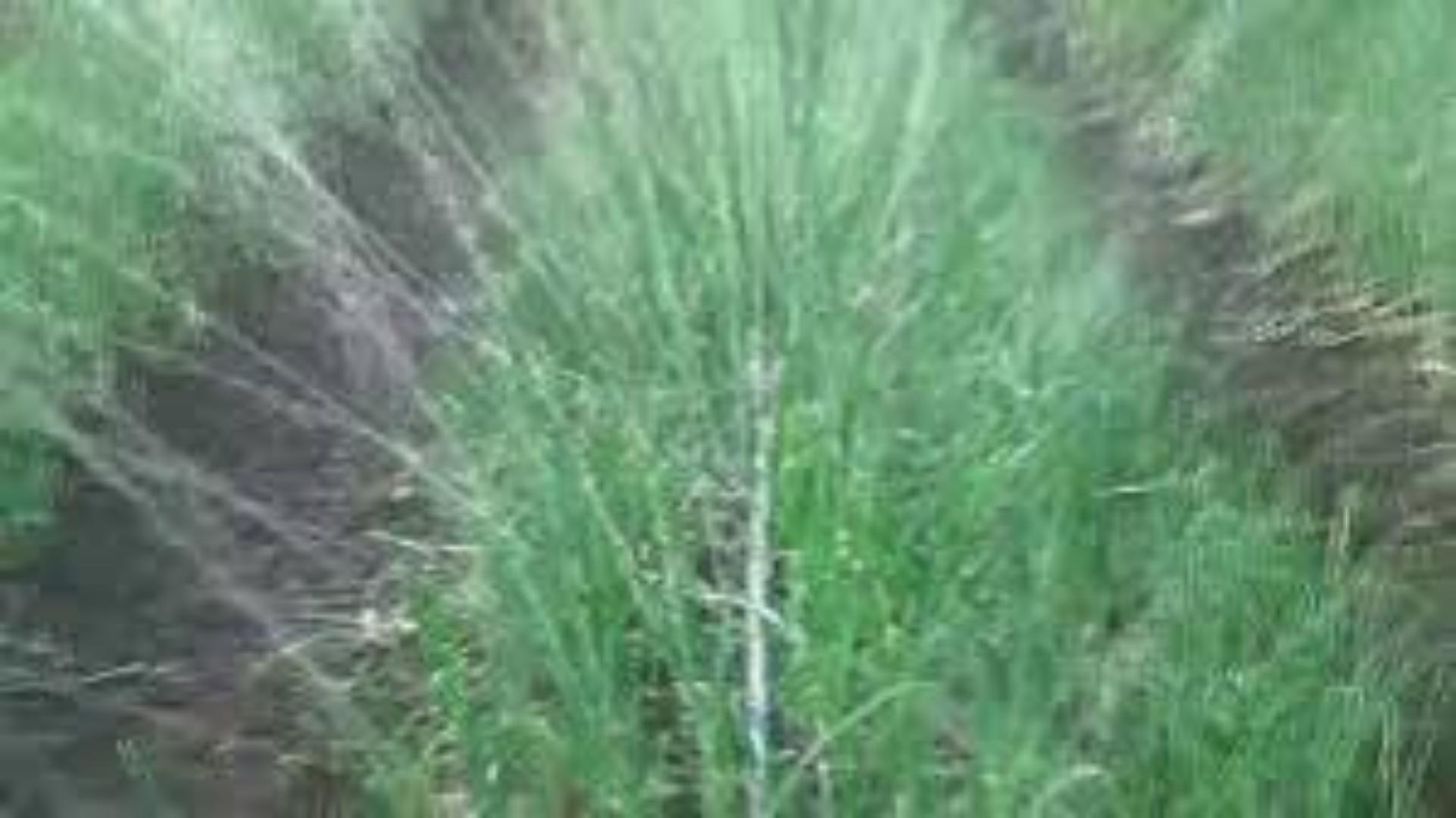 Heavy-Duty Rain Hose for Efficient Garden Watering.Use our agricultural rain hose for great results,length and the width of the holes fully enhanced