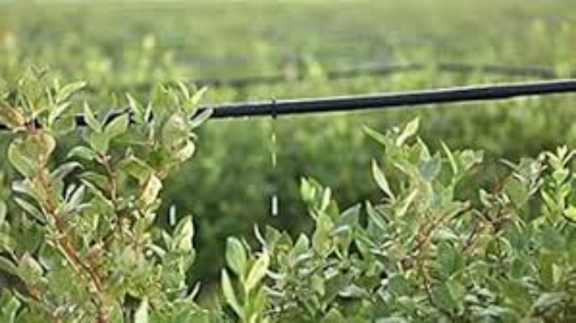 Efficient Drip Lines for Water.Make This your season.Great harvest results while minimizing water spillage.Maximize your yields