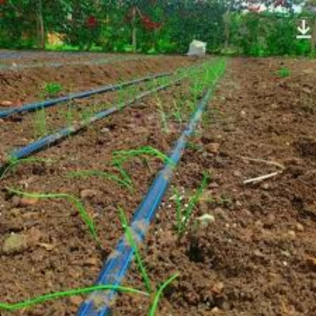 Efficient Drip Lines for Water.Make This your season.Great harvest results while minimizing water spillage.Maximize your yields