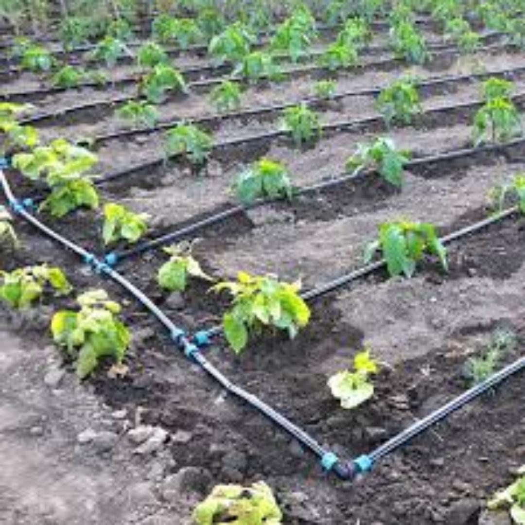 Efficient Drip Lines for Water.Make This your season.Great harvest results while minimizing water spillage.Maximize your yields