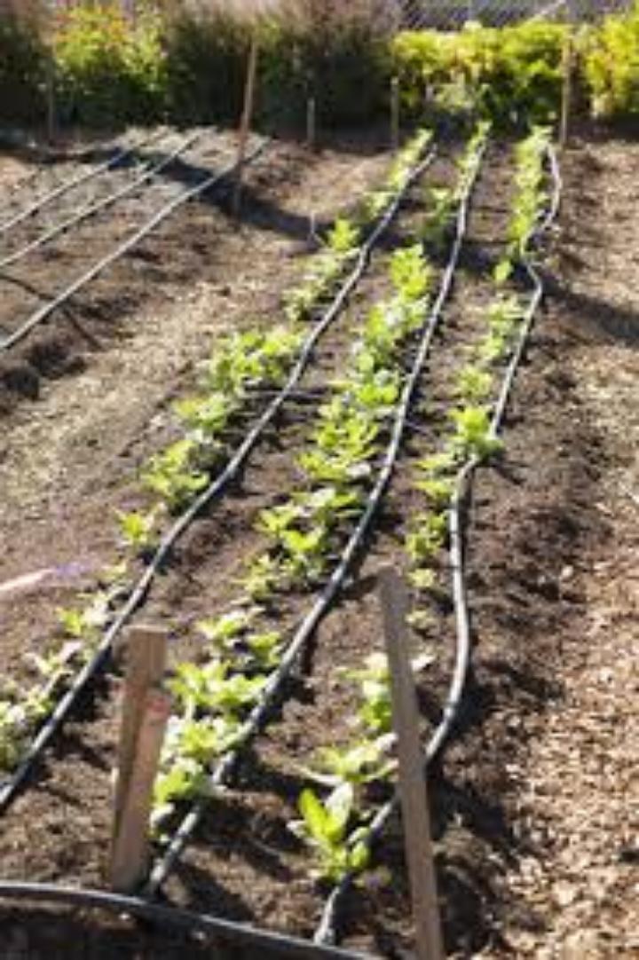 Cost-Effective Drip Tape for High-yields.. Maximize your yields.. Great harvest results while minimizing water spillage