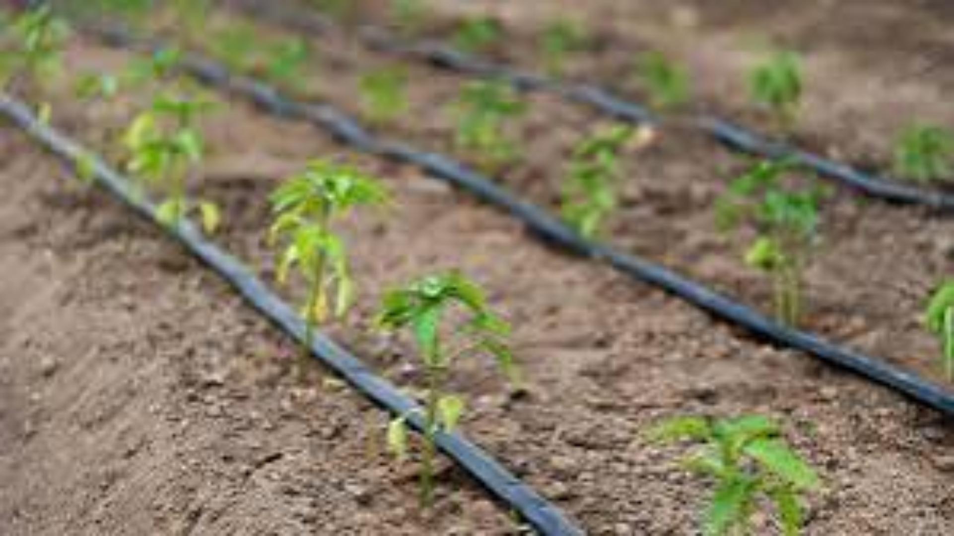 Cost-Effective Drip Tape for High-yields.. Maximize your yields.. Great harvest results while minimizing water spillage