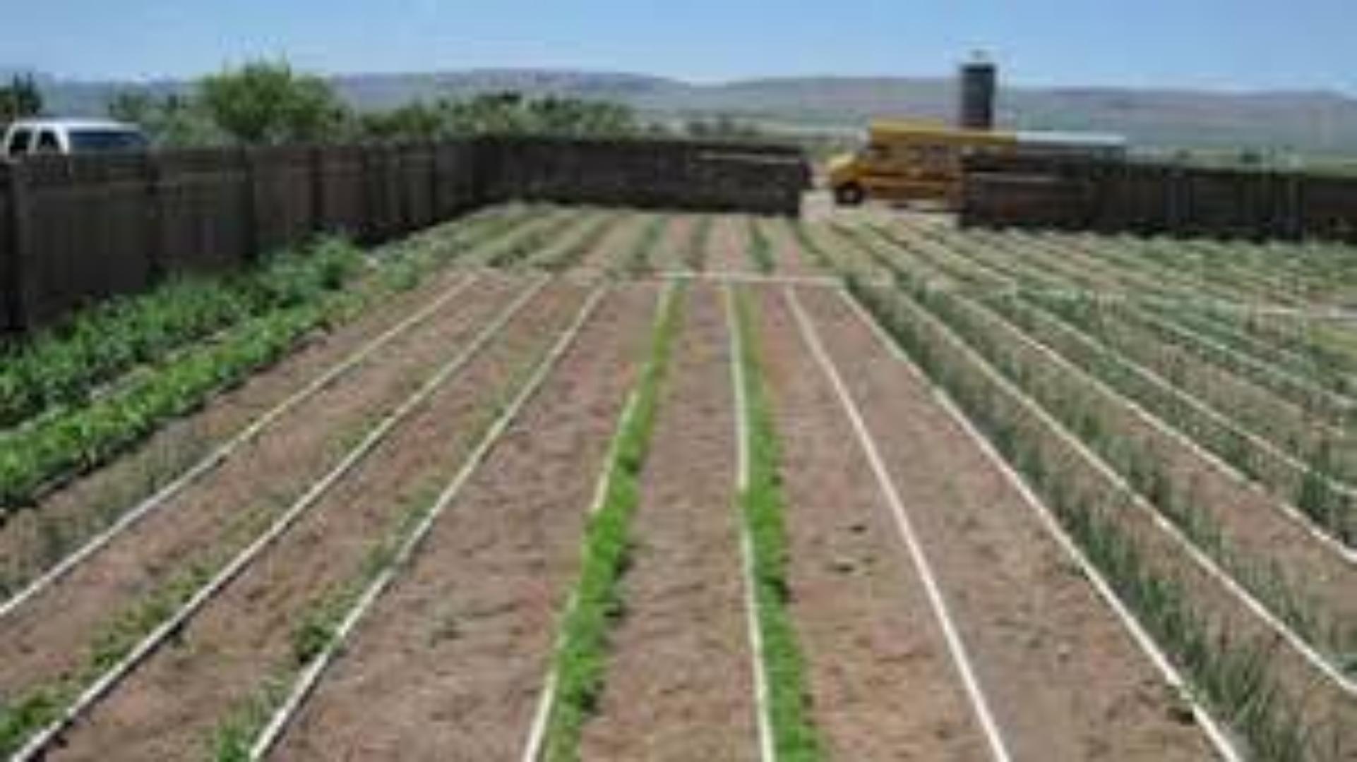 Cost-Effective Drip Tape for High-yields.. Maximize your yields.. Great harvest results while minimizing water spillage