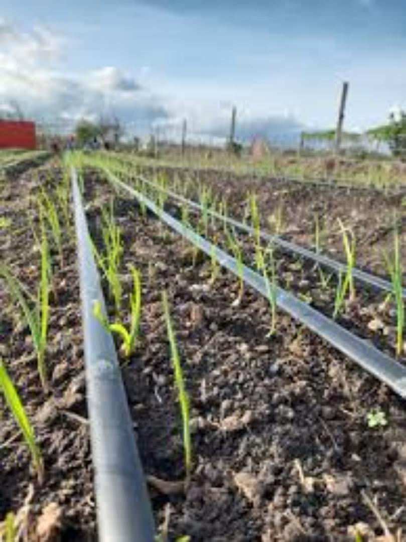Cost-Effective Drip Tape for High-yields.. Maximize your yields.. Great harvest results while minimizing water spillage