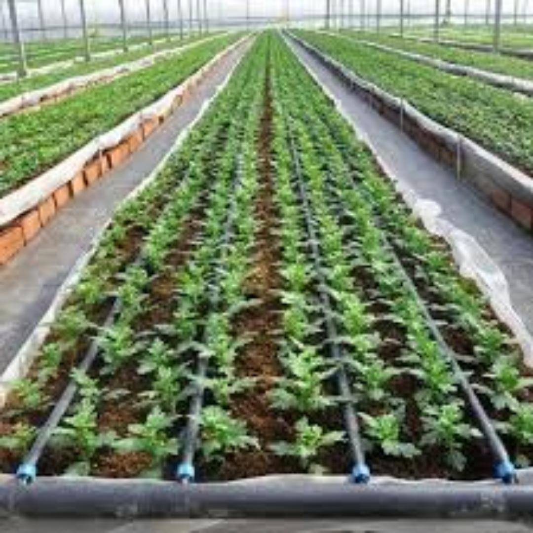 Flexible Drip Tape for Easy Installation... Maximize your yields today using our affordable investment.great harvest results while minimizing water spillage