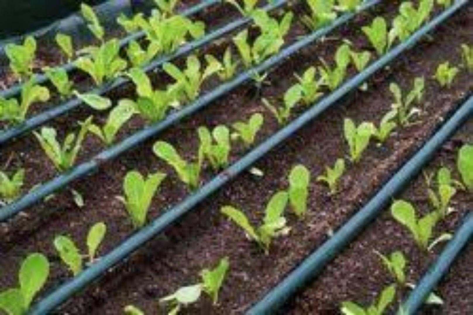 Flexible Drip Tape for Easy Installation... Maximize your yields today using our affordable investment.great harvest results while minimizing water spillage