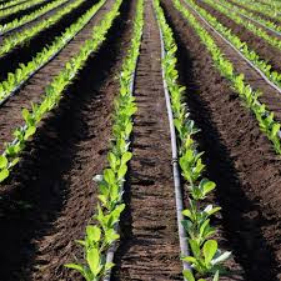 Flexible Drip Tape for Easy Installation... Maximize your yields today using our affordable investment.great harvest results while minimizing water spillage