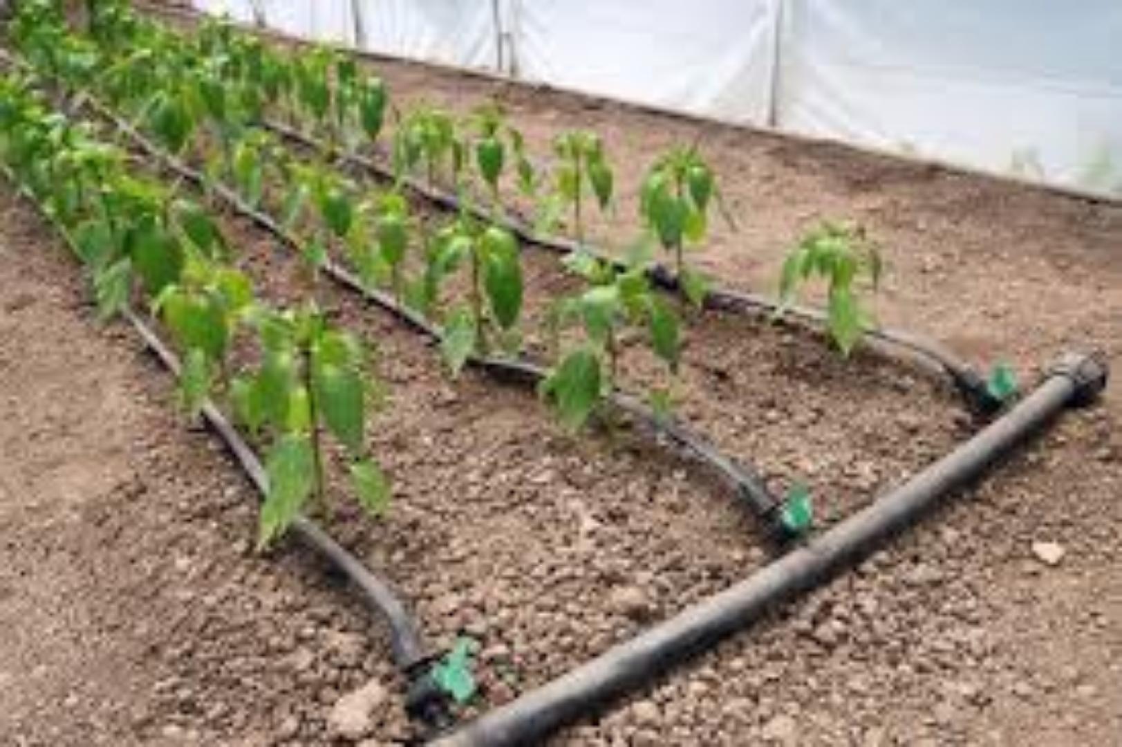 Flexible Drip Tape for Easy Installation... Maximize your yields today using our affordable investment.great harvest results while minimizing water spillage