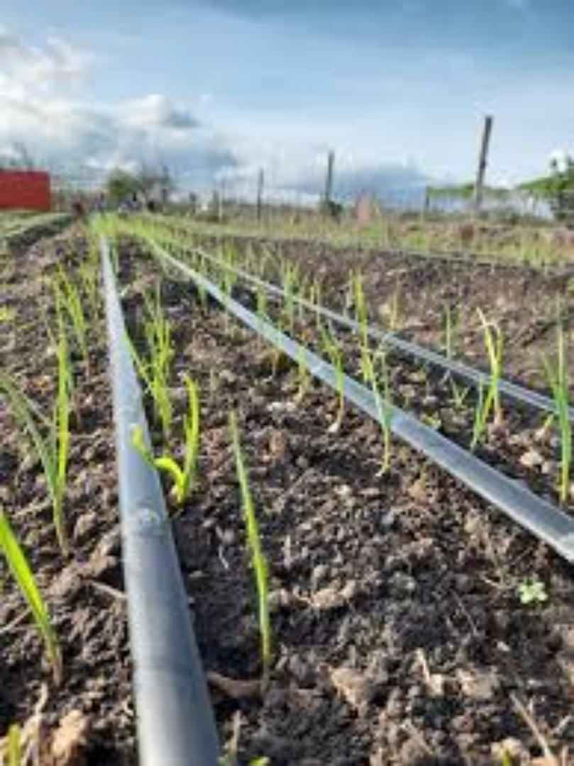 Flexible Drip Tape for Easy Installation... Maximize your yields today using our affordable investment.great harvest results while minimizing water spillage