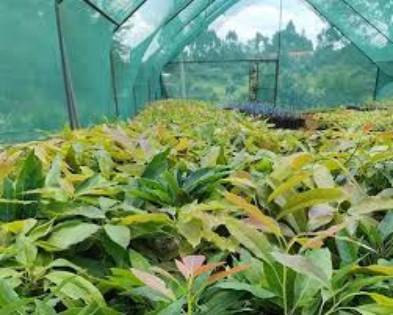 90% Effective Shade Netting for Garden Protection"Invest in smart agriculture... protect your crops for greater harvest