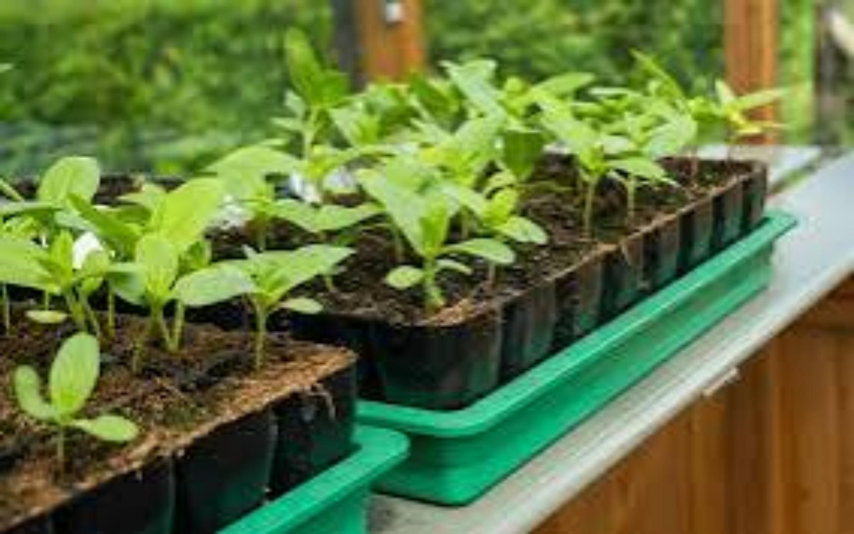 200 holes seedling tray....