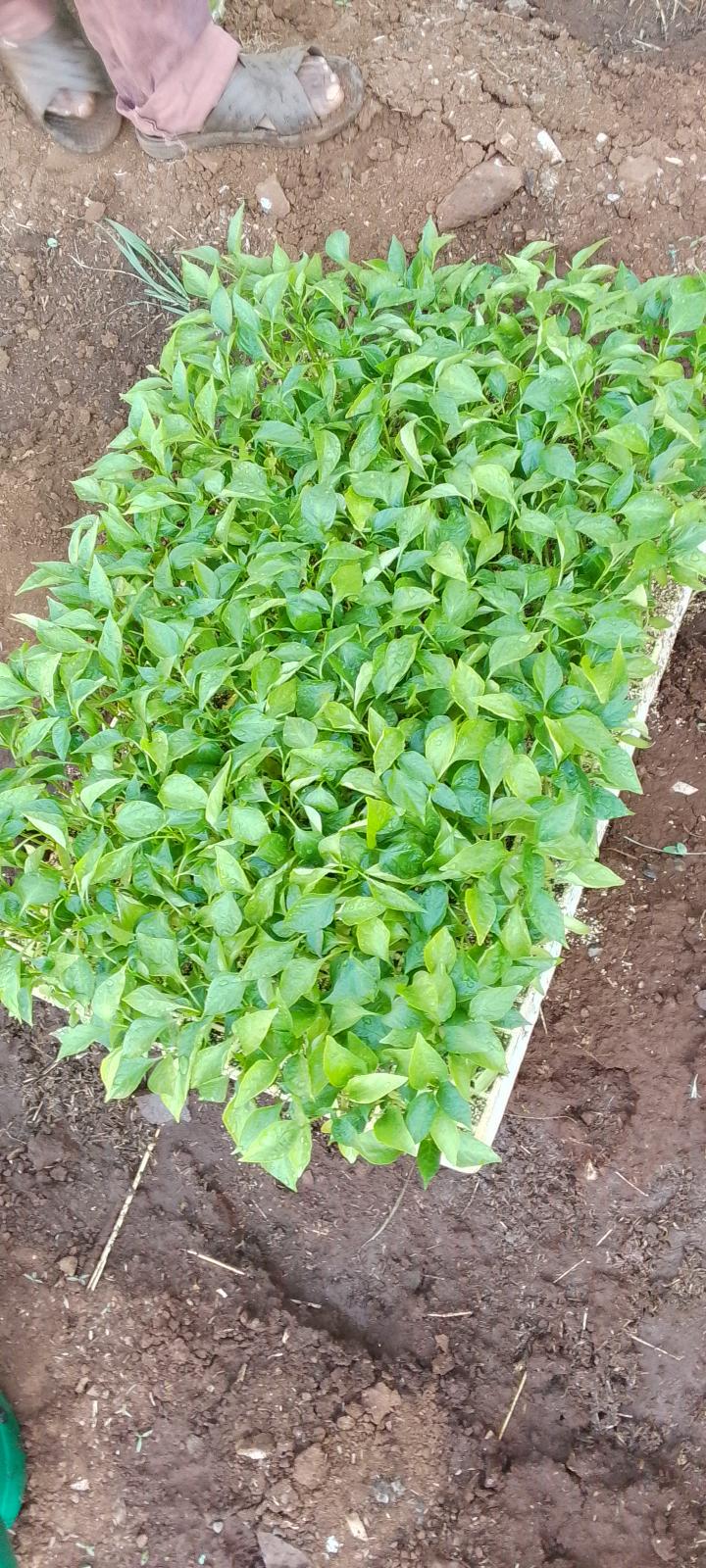 200 holes seedling tray....
