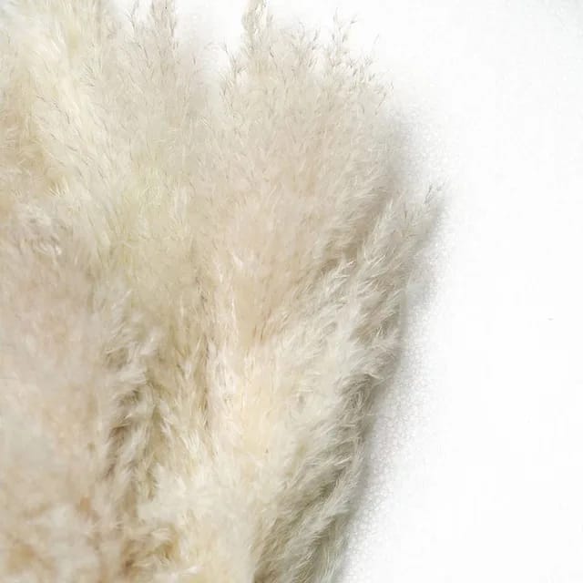 Big Fluffy Natural Dried Pampas Grass/dried/Decorative flowers