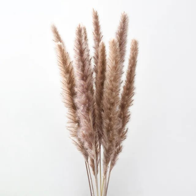 Big Fluffy Natural Dried Pampas Grass/dried/Decorative flowers