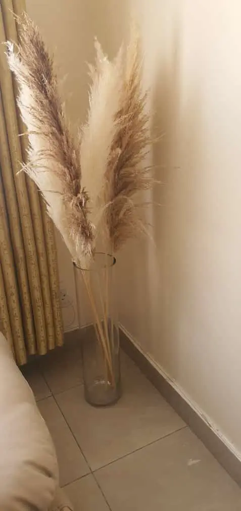 Big Fluffy Natural Dried Pampas Grass/dried/Decorative flowers