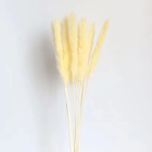 Big Fluffy Natural Dried Pampas Grass/dried/Decorative flowers