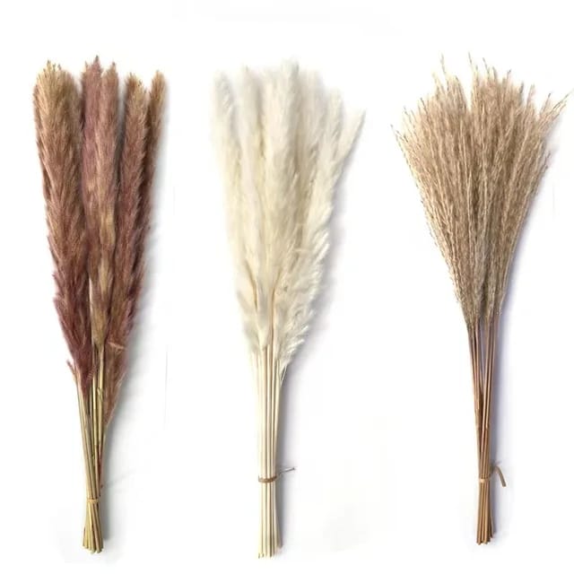 Big Fluffy Natural Dried Pampas Grass/dried/Decorative flowers