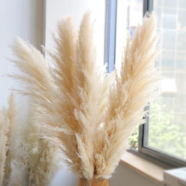 Big Fluffy Natural Dried Pampas Grass/dried/Decorative flowers