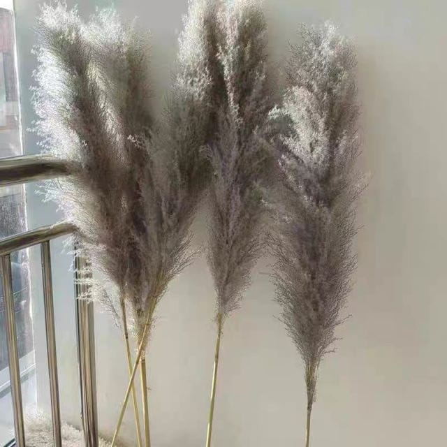 Big Fluffy Natural Dried Pampas Grass/dried/Decorative flowers