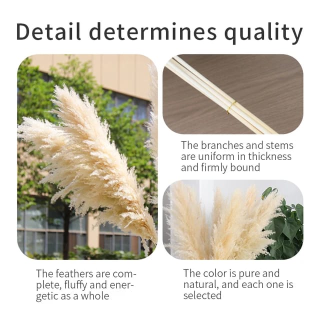 Big Fluffy Natural Dried Pampas Grass/dried/Decorative flowers