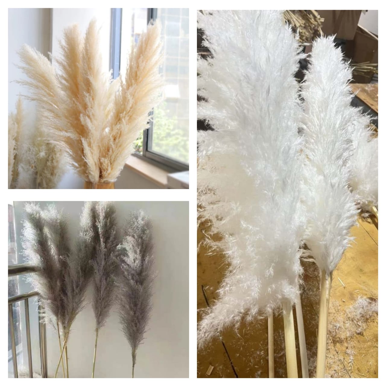 Big Fluffy Natural Dried Pampas Grass/dried/Decorative flowers