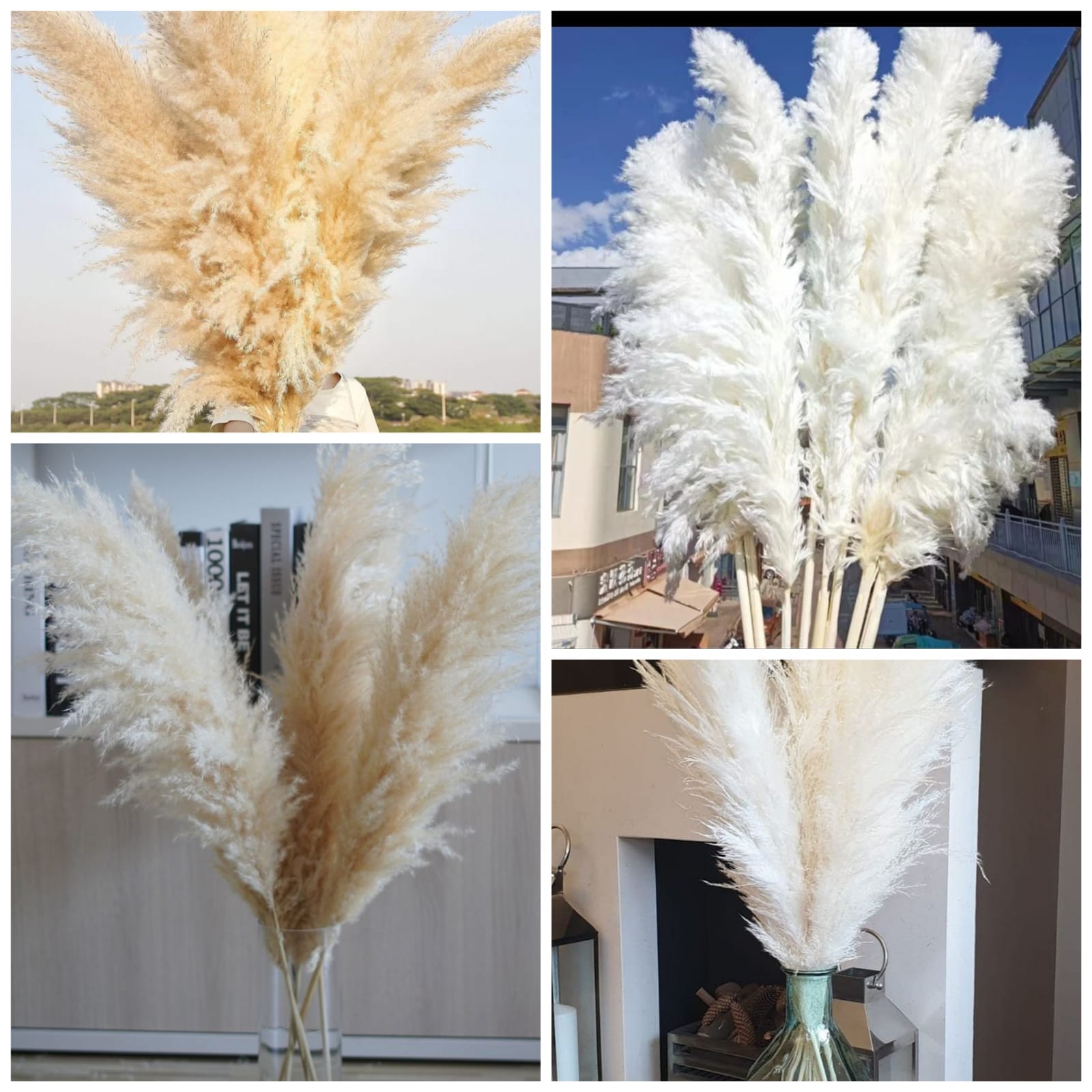 Big Fluffy Natural Dried Pampas Grass/dried/Decorative flowers
