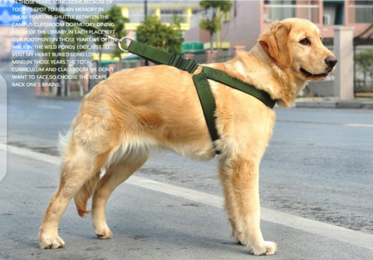 High Quality Nylon Dog Harness And Leash Double Layer