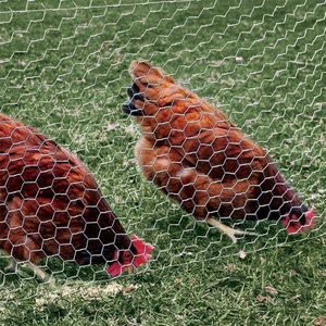 Heavy-Duty Chicken Wire Mesh – ½" x 3ft x 30m Roll

Secure, shape, and shield with confidence using our ½ inch galvanized chicken wire mesh, the ultimate all-purpose fencing solution for your home, ga