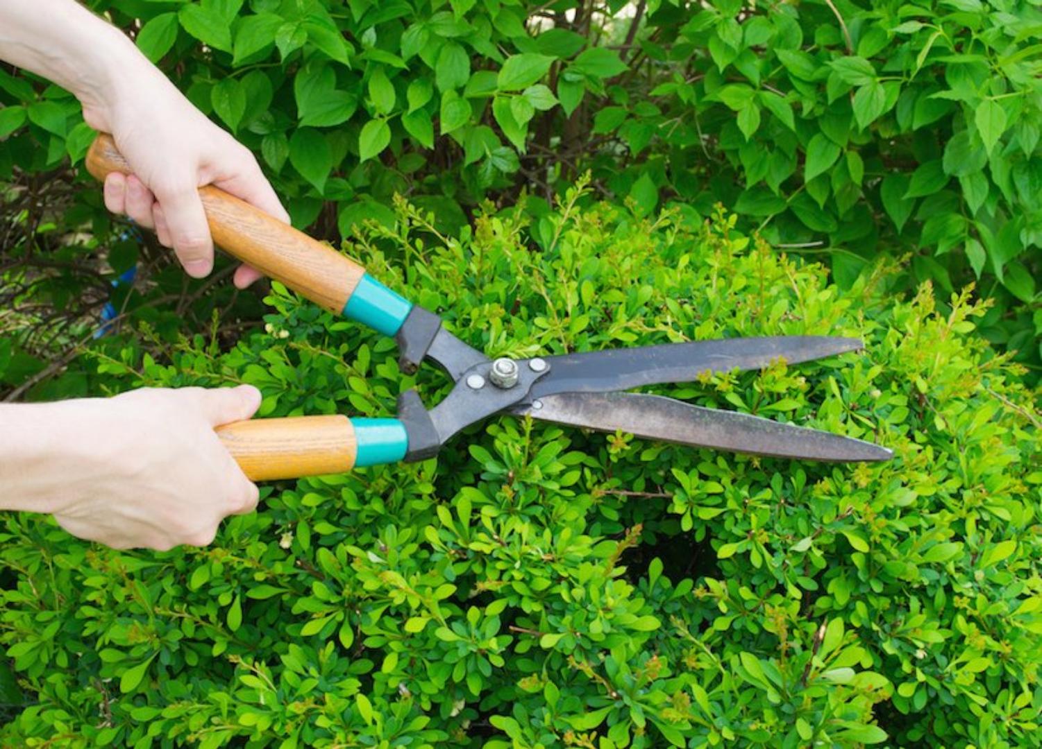 Garden tool lawn fence shears Scissors hedge cutter  flower trimmer scissors