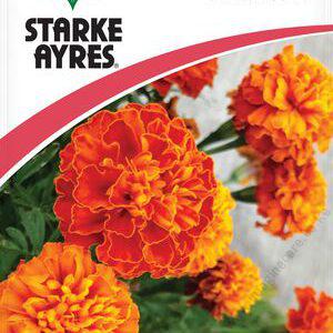 Marigold Dwarf Double Mix Flower Seeds