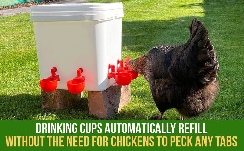 Automatic Poultry Drinker Cups for Hens, Ducks, Quails, Pigeons / Self-Refilling Water Dispenser / Bee Waterer, Bee Watering Station
