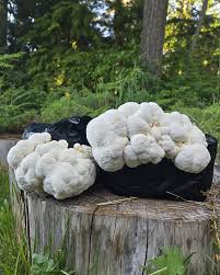 Lion's Mane Extract Powder - Reduces Symptoms of  Attention Deficit Hyperactivity Disorder (ADHD), Reduces Difficult Concentrating & Slow Learning in Kids,  Help in Speech Development in Children.