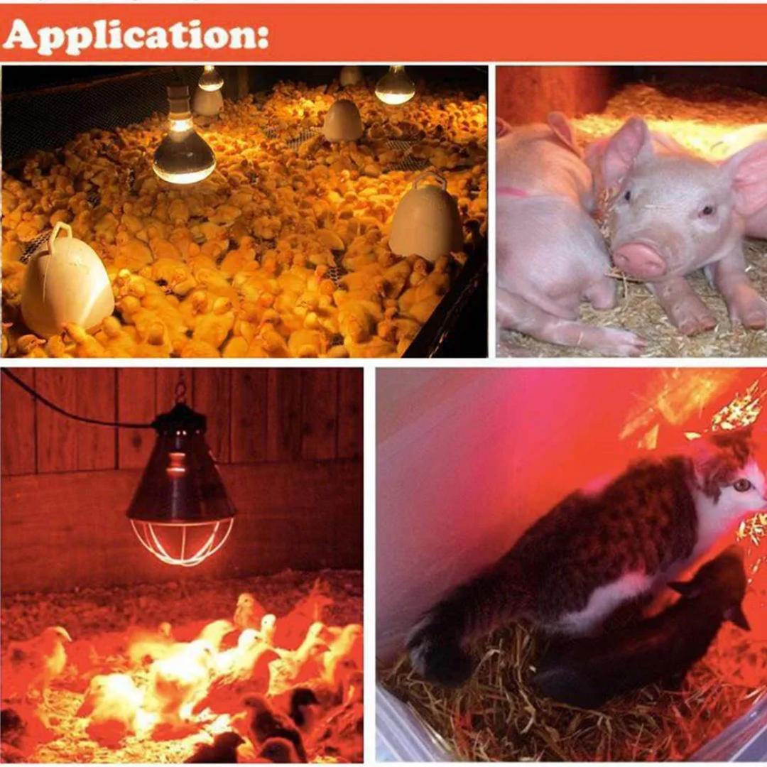 250 Watt Deep Red Infrared Heating Bulb for Chicken Farm, Pig Farm, Pets