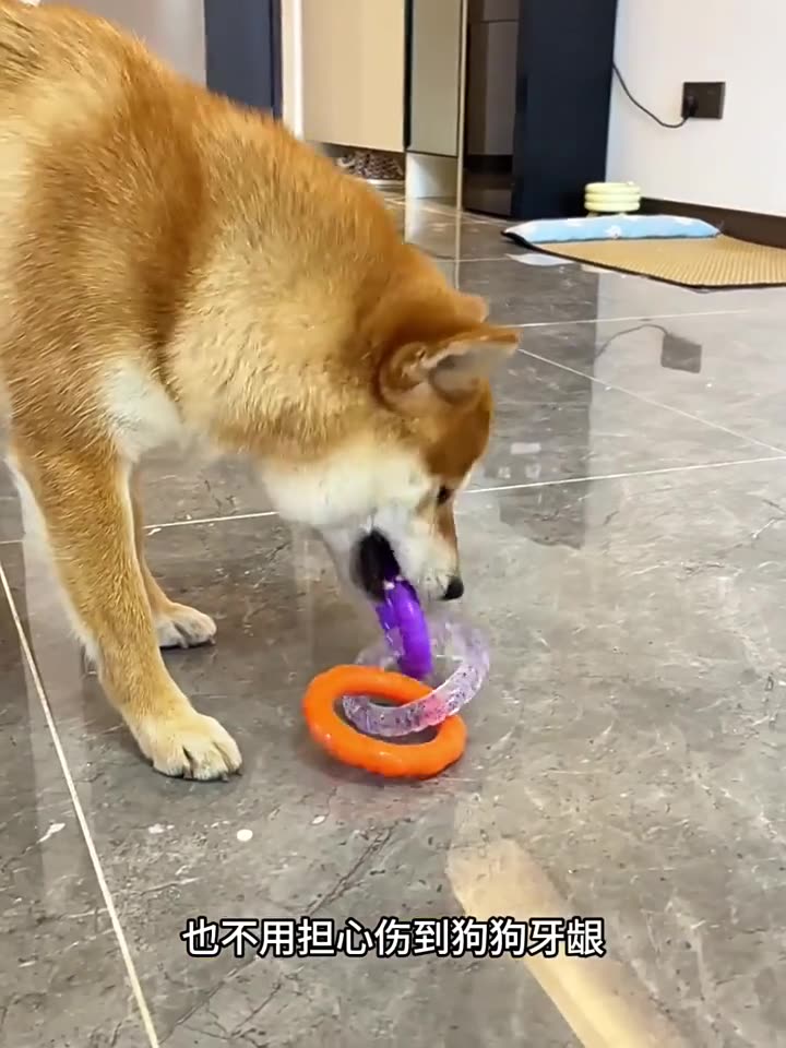 Dog toys, pet bite resistant, teeth cleaning, teeth grinding, stuffiness relieving, tension ring, teddy bear, golden retriever, small dog training, interactive supplies