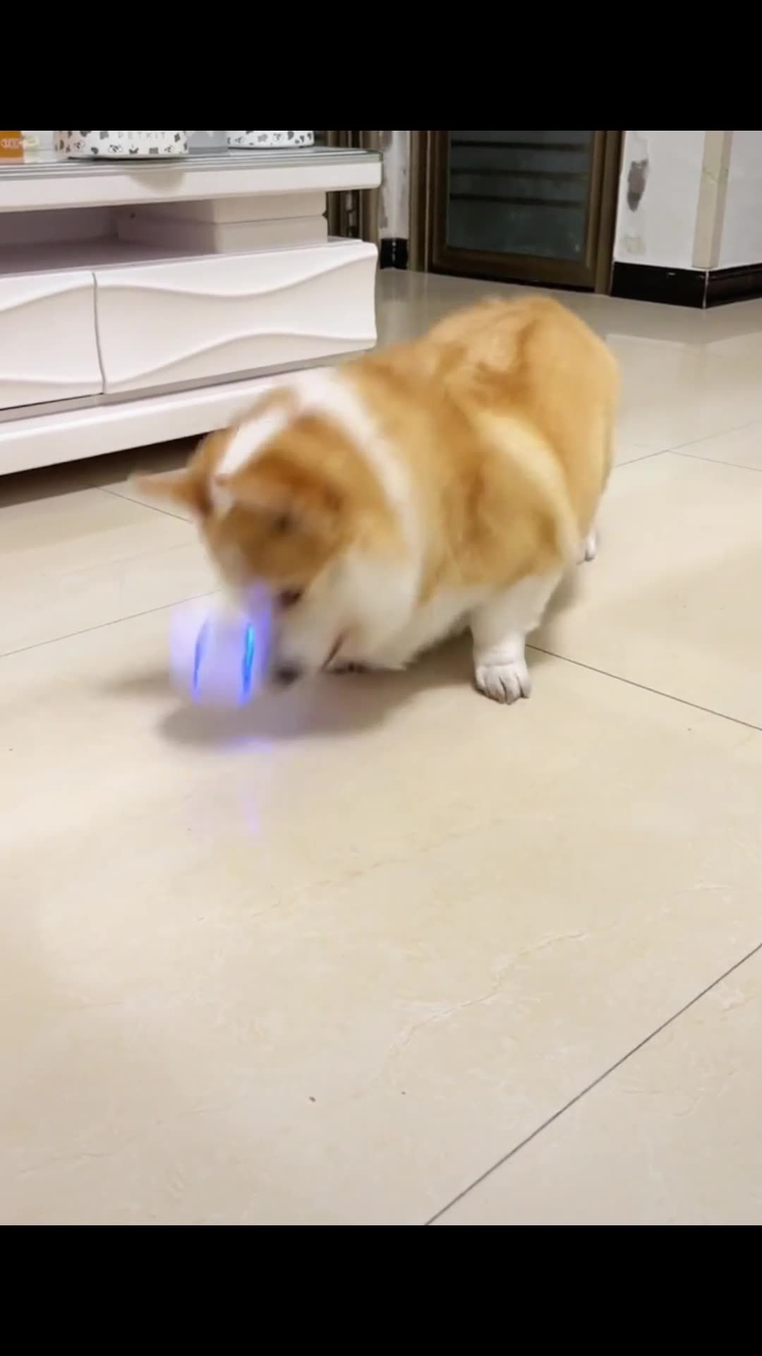 Transform into a toy ball that can resist biting and relieve boredom, interact with dogs, stretch and glow, pet supplies, cat toys