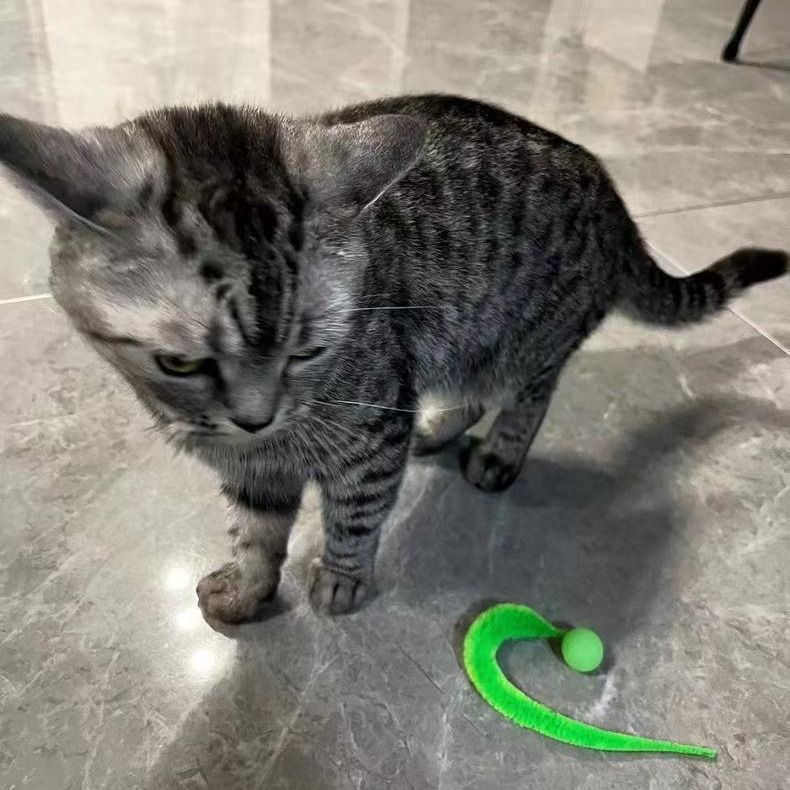 Cat interactive toys Tickle Cat Colorful bouncing ball Pet supplies Puzzle teasing indoor cat worm caterpillar elastic toy