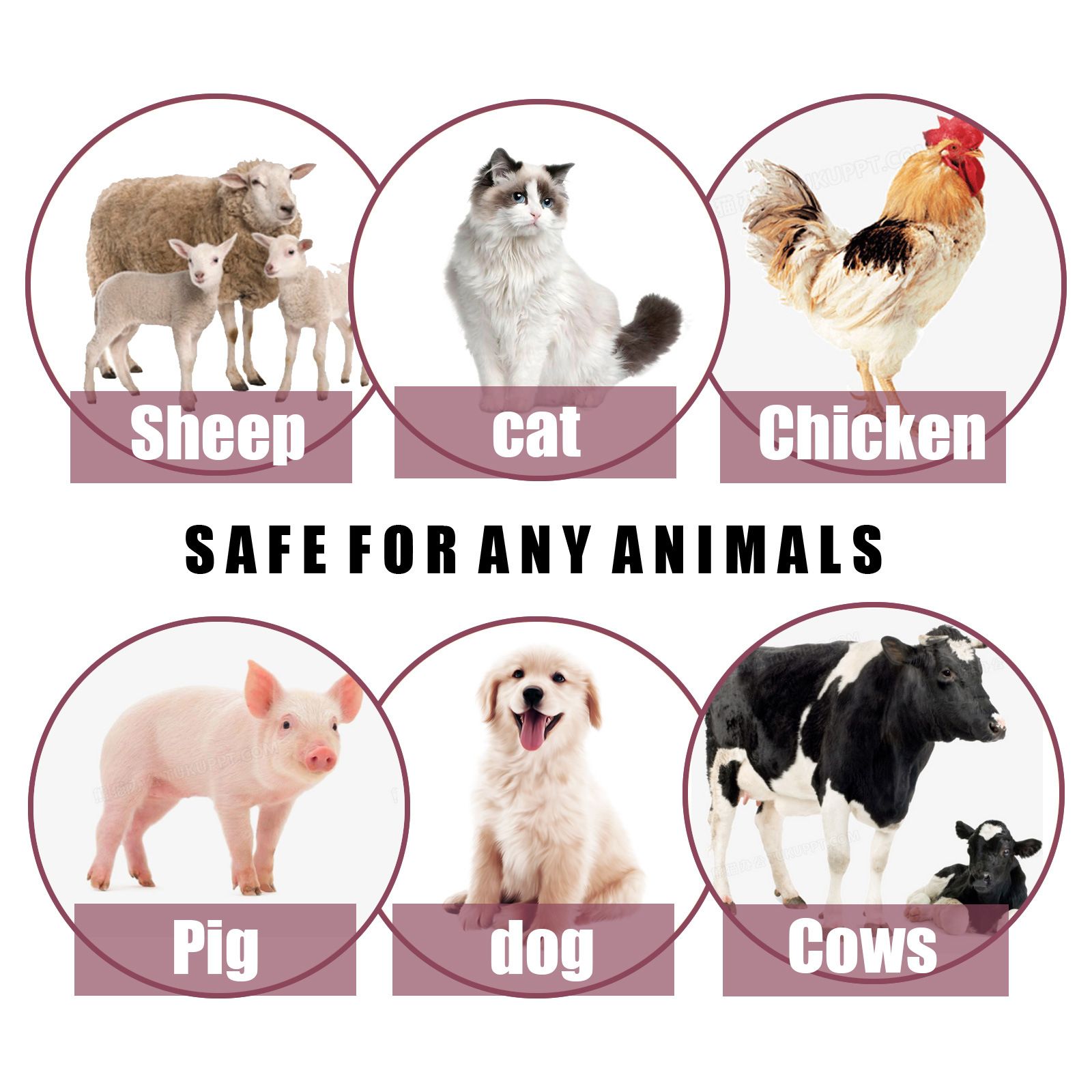Pet insect repellent spray Drive away fleas lice ticks Sterilization Relieve skin itching Suitable for deworming cats and dogs C-434