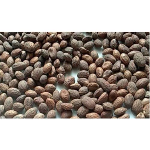 Haven Organics Miracle Seeds/ Ghana Seeds/ Croton Seeds.helps in reducing weight and tummy by burning the accumulated fats in your body, has been praised as the most powerful laxative in the world.