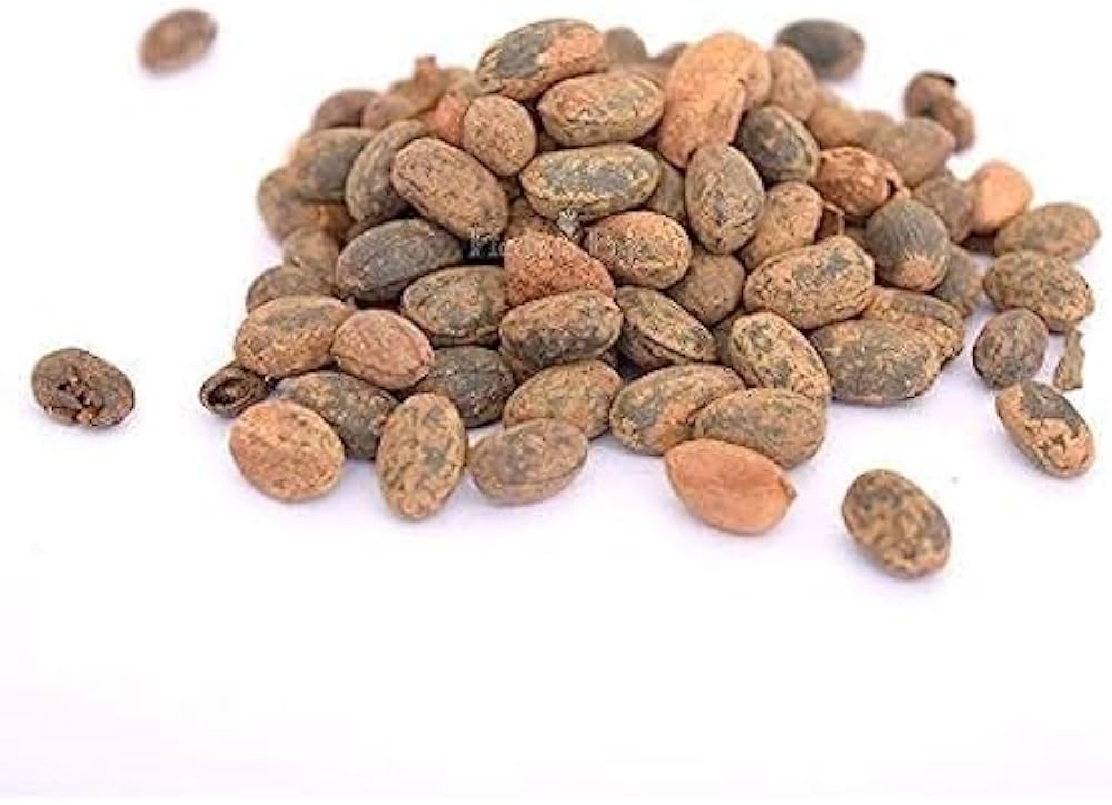 Haven Organics Miracle Seeds/ Ghana Seeds/ Croton Seeds.helps in reducing weight and tummy by burning the accumulated fats in your body, has been praised as the most powerful laxative in the world.