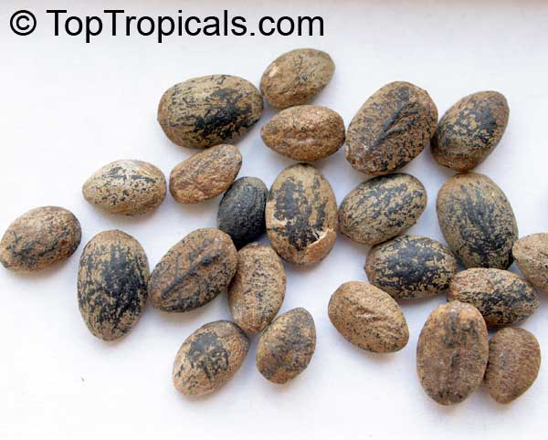 Haven Organics Miracle Seeds/ Ghana Seeds/ Croton Seeds.helps in reducing weight and tummy by burning the accumulated fats in your body, has been praised as the most powerful laxative in the world.